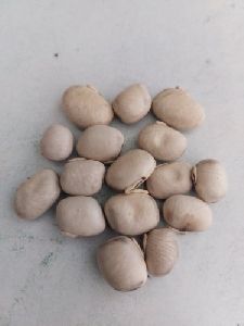White kaunch seed