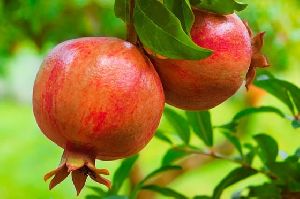 Fresh pomegranate