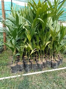 Sumangalam arecanut plant