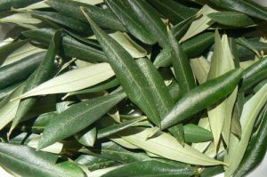 Fresh olive leaves