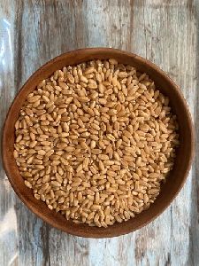 Organic Wheat Grain