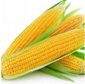 Sweet Corns