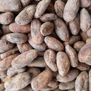 Dry Cocoa Beans