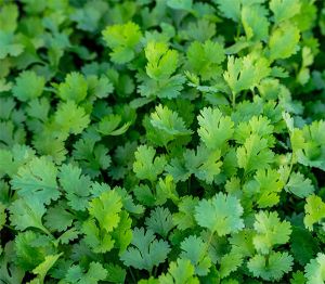 Fresh Coriander Leaves