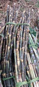 Organic Fresh Sugarcane