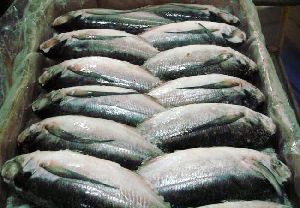 Frozen Oil Sardine Fish