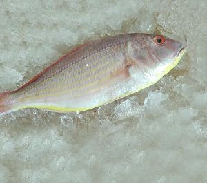 Frozen Rani Fish