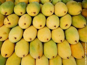 Fresh Himsagar Mango