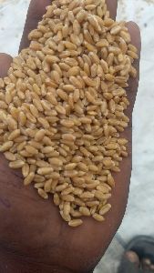 Grade B Wheat