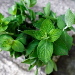 Fresh Mint Leaves