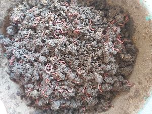 Vermiculture Earthworms