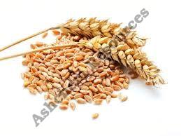 Wheat