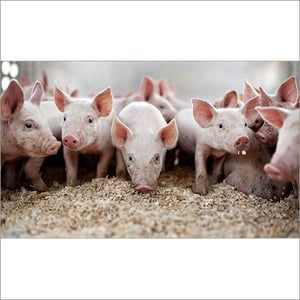 Pig Farming