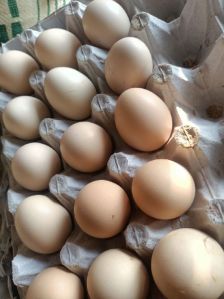 Kadaknath Chicken Eggs