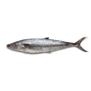 Fresh Baracuda Fish