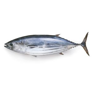 Fresh Bonito Fish