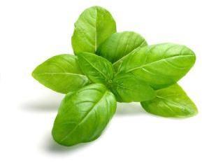 Basil Leaves