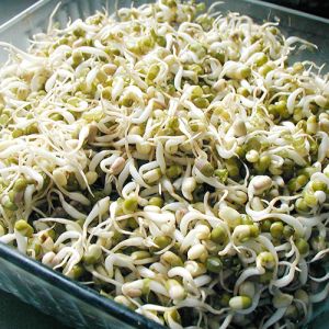 bean sprouts