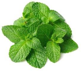 Fresh Mint Leaves