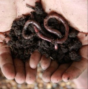 Eisenia Fetida Live Earthworms