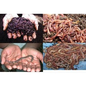 Red Wiggler Earthworms
