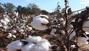 V 797 Raw Cotton
