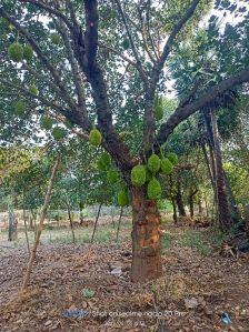 Jackfruit