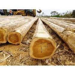 Kerala teak wood