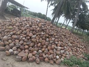 20 ton of coconut for sale