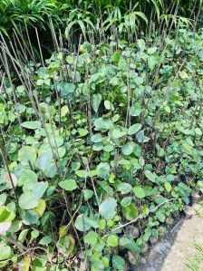 Red Sandalwood Plants