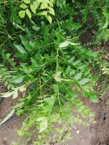 Fresh Curry Leaves