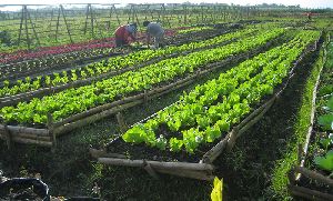 Organic Farming Services