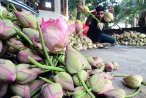 hybrid lotus flower