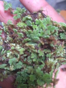 azolla seeds