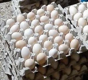 Fresh Eggs