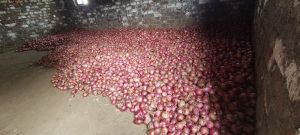 Fresh Red Onion