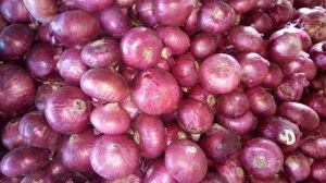 Fresh Red Onion