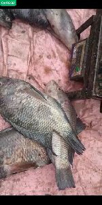 Tilapia