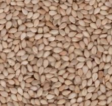 Natural Sesame Seeds