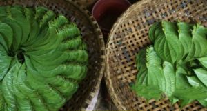 Betel Leaves