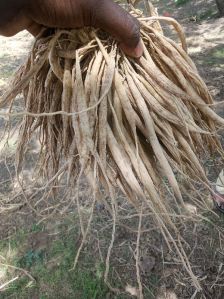 Dried Shatavari Root