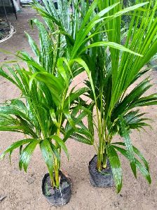 Areca Palm Plant