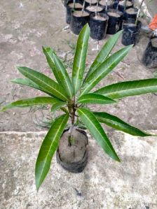 Mango Plant