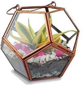 terrariums