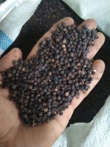 Black Pepper Seeds