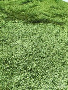 Dried Moringa Leaves green