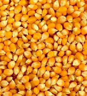 yellow maize