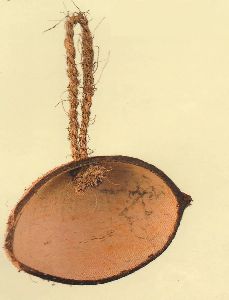 Half Cut Oval Coconut Shell Bird Feeder