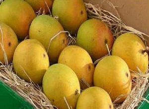 alphonso mango box