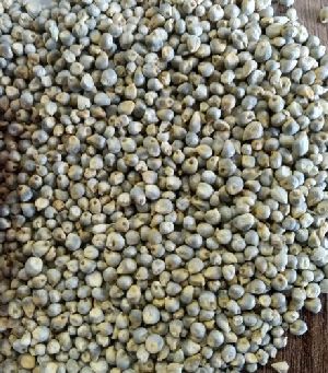 Bajra Cattle Feed
